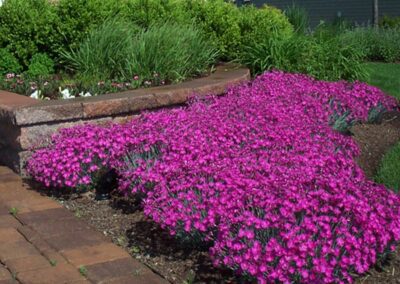 Planting and Lawn - SigNature Landscaping