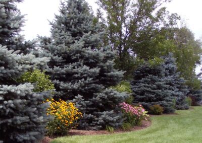 Planting and Lawn - SigNature Landscaping